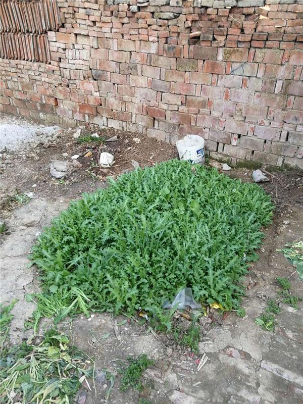 河南周口: 4村民非法种植罂粟苗被刑拘