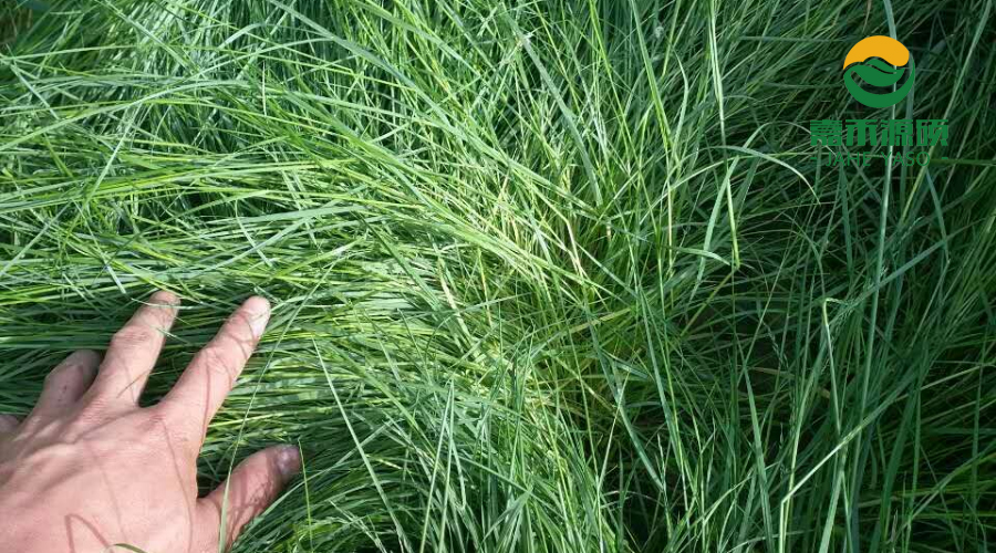 果园绿肥〗果园里的鼠茅草长高了,要不要割?