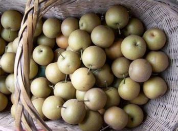 棠梨子是我国常见一种果子多数地区有栽培秋季采收可鲜食