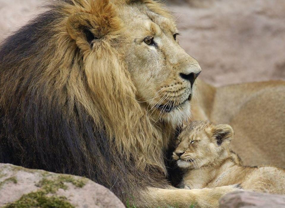 小狮子|雄狮|崽崽_新浪网