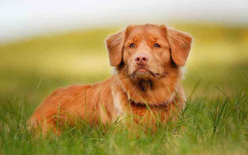 3大无攻击性的狗狗,对人友善不咬人,然而却被狗主宠坏开始伤人