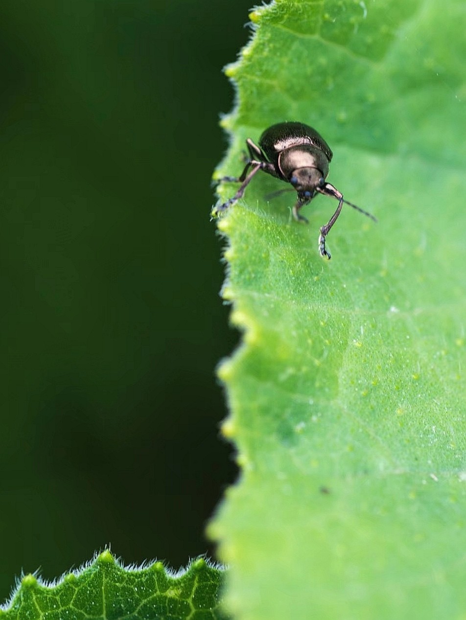 昆虫世界——柳圆叶甲【原创摄影】