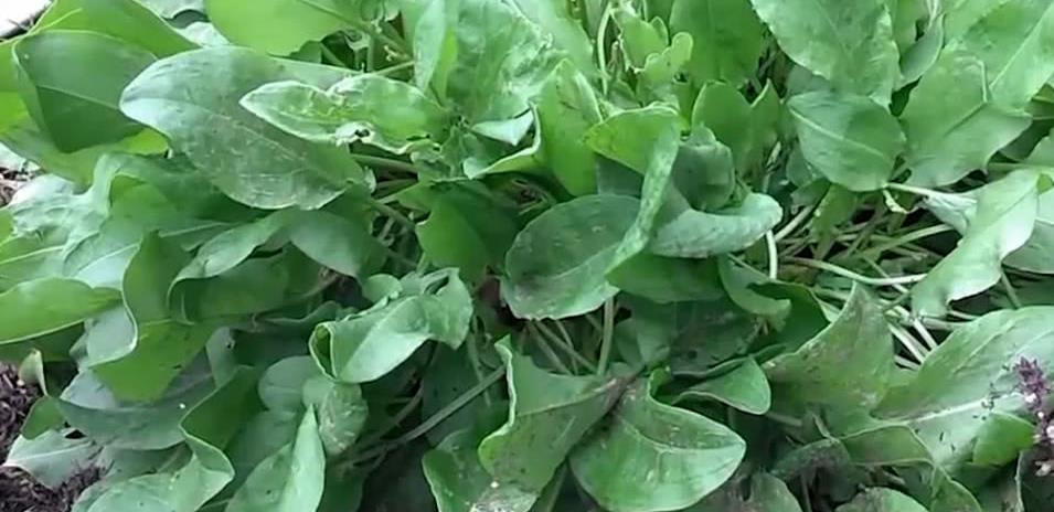 这种野草俗称酸溜溜曾是农村穷人的充饥菜殊不知是消炎良药