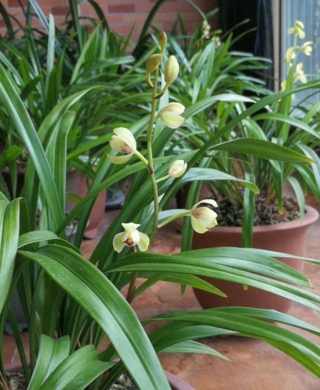 夏天高温三伏天养殖兰花的诀窍