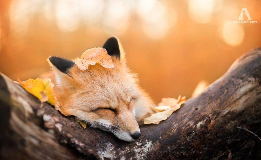 这只小狐狸的艺术照火了, 这就是大名鼎鼎的狐仙吗, 像极了凤九