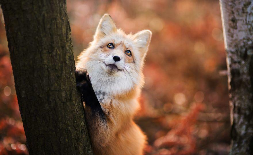 这只小狐狸的艺术照火了, 这就是大名鼎鼎的狐仙吗, 像极了凤九