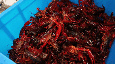 400_225gif 动态图 动图