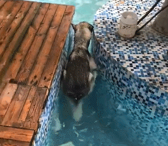 主人|哈士奇|本领_新浪新闻