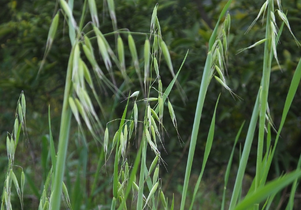 农村常见的野燕麦功效作用这么多涨知识