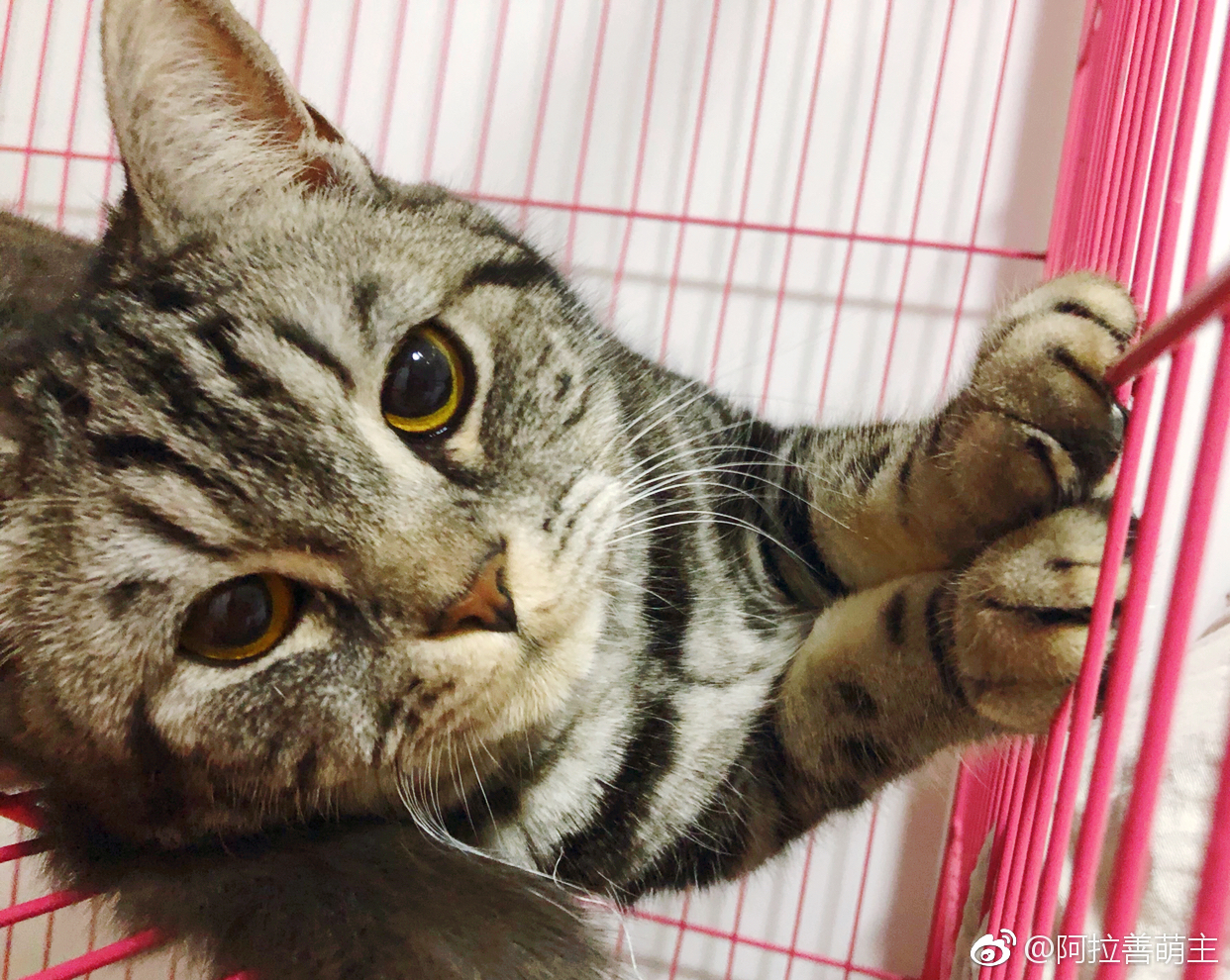 五月猫调皮被笼子实力上演铁窗泪