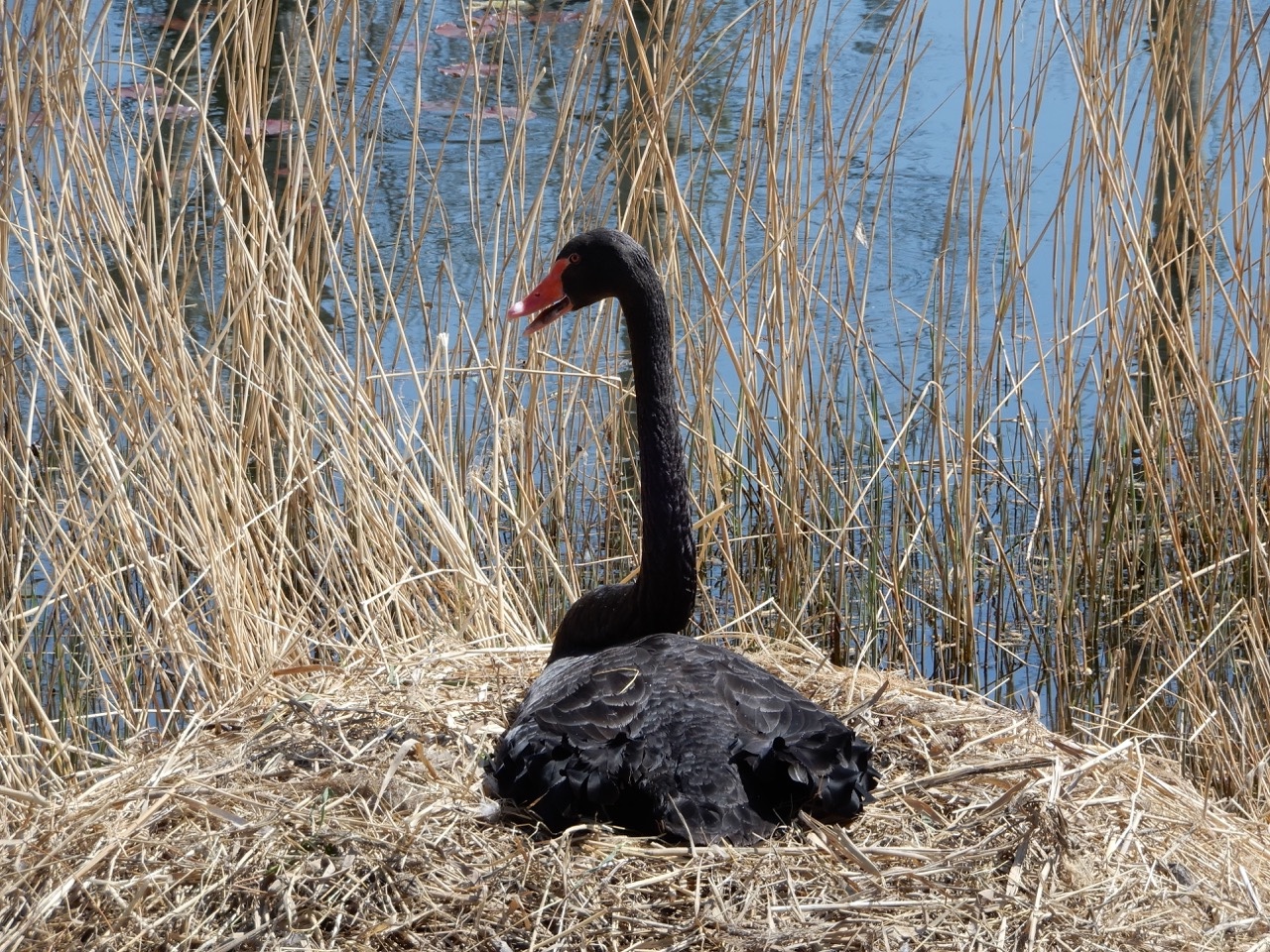 火剪seo矩阵系统