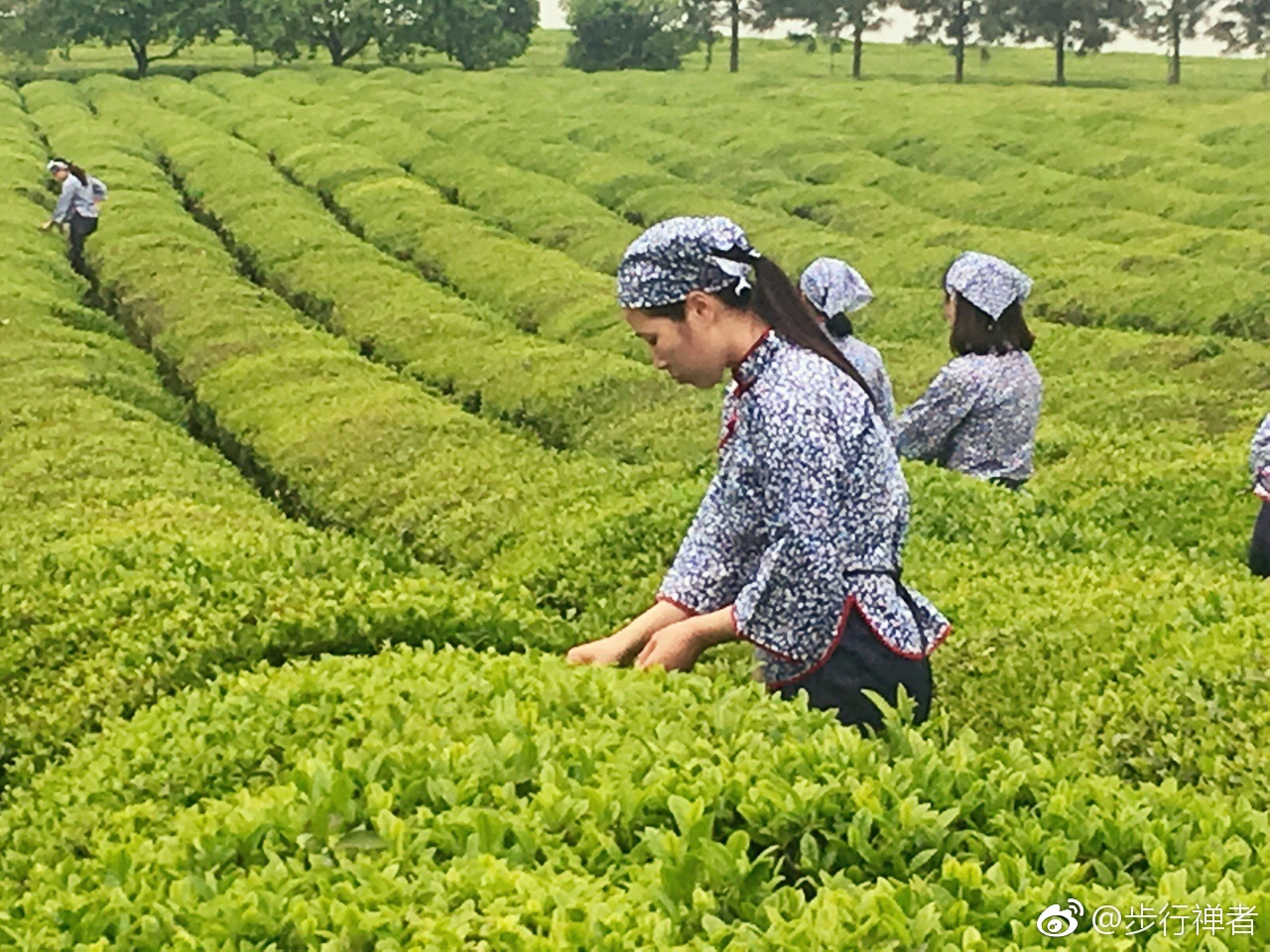 杭州去哪寻茶香？避开网红店轻松省50元的隐秘茶馆推荐