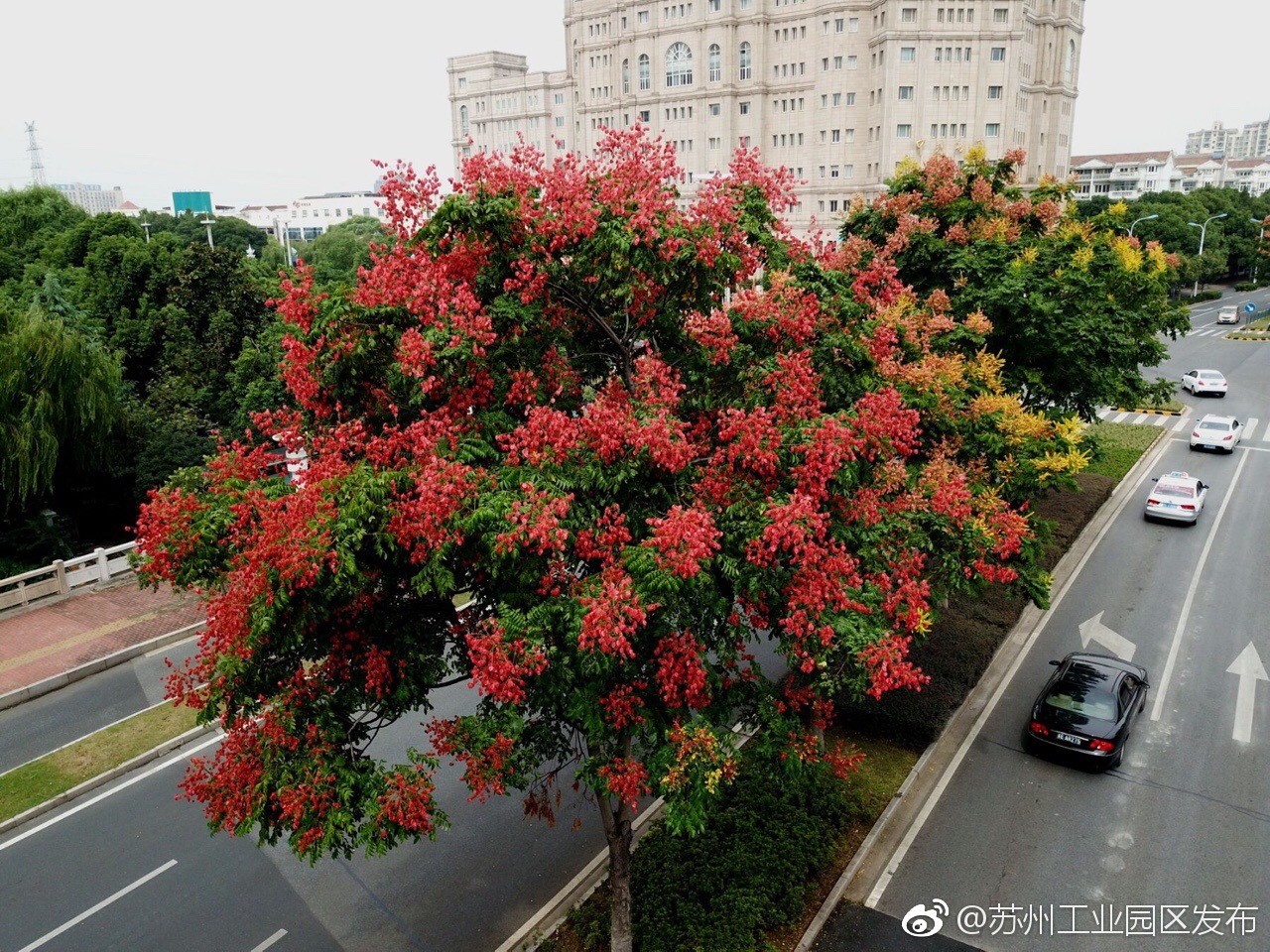 栾树花满枝头 园区秋色醉人