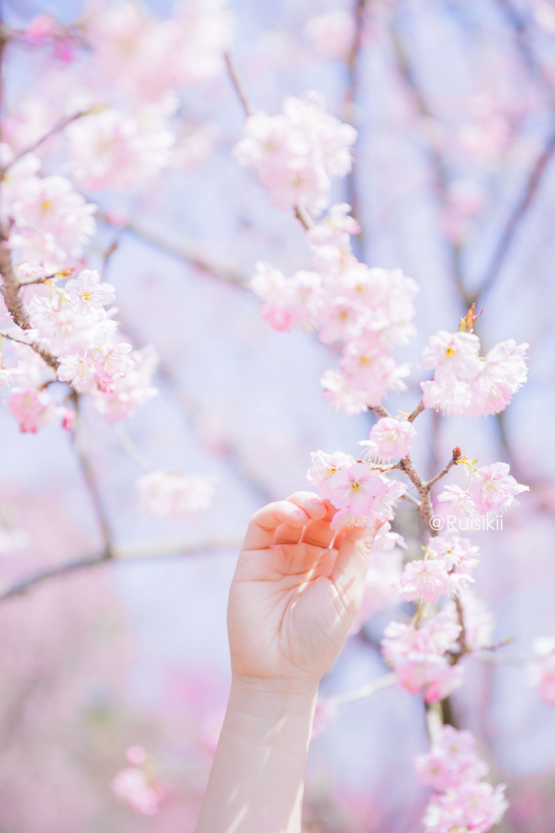和煦春日,在粉色的空气里跳舞.