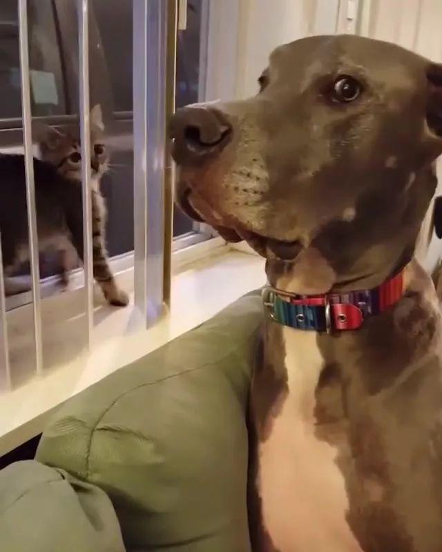 狗狗第一次见小奶猫就挨揍,小表情笑翻网友