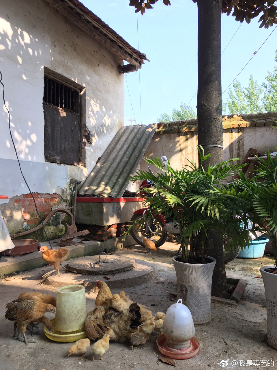 小时候的回忆,家中小院