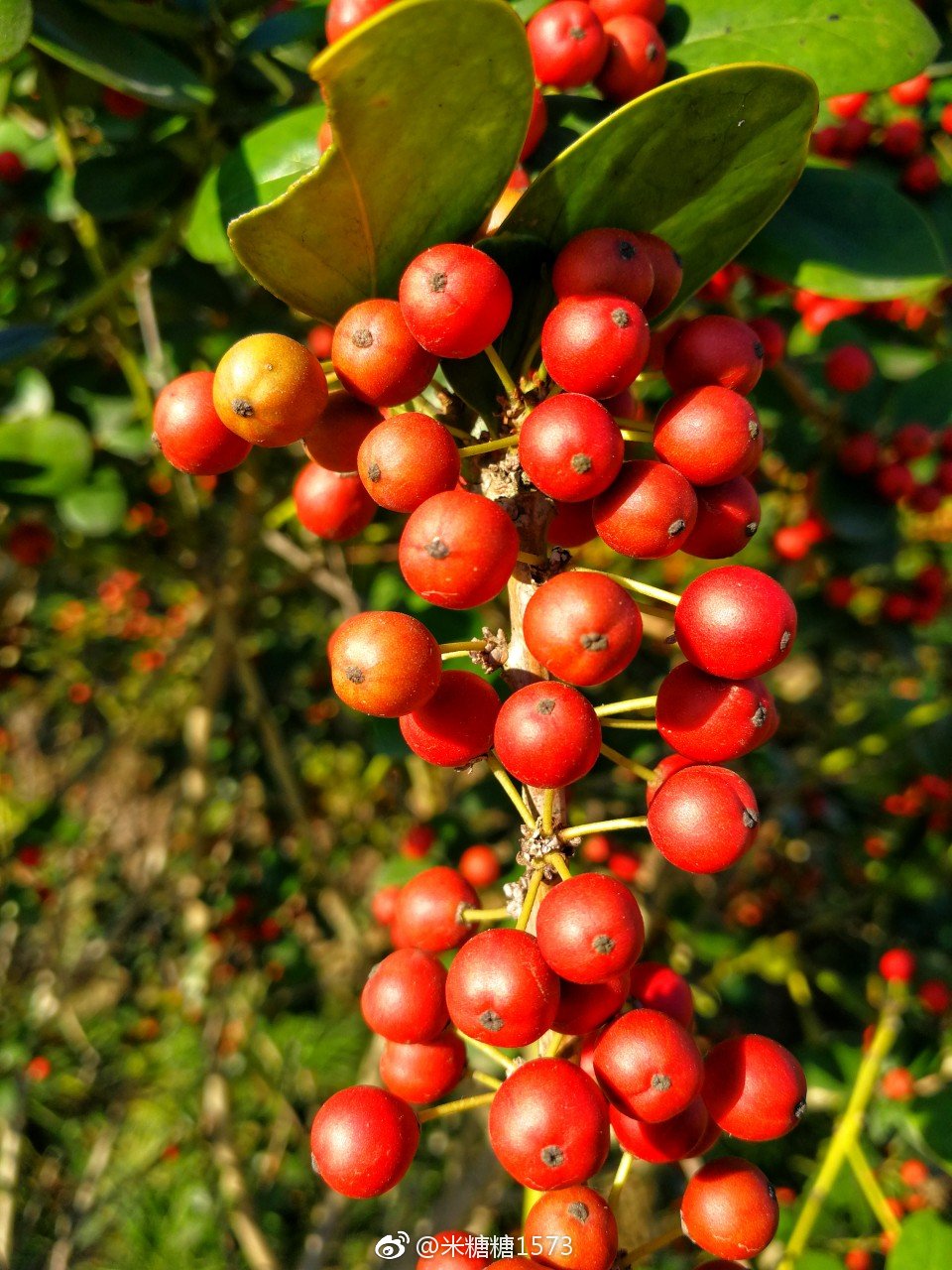 山区极为普遍的野生荆棘植物,蔷薇科火棘属常绿灌木.
