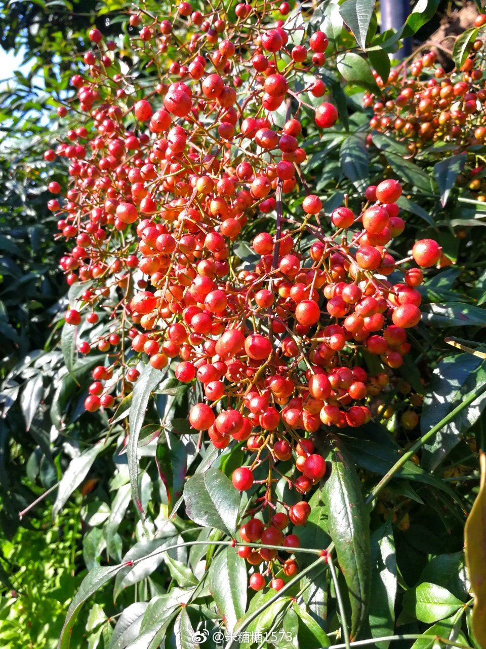 别名:火把果,救军粮.