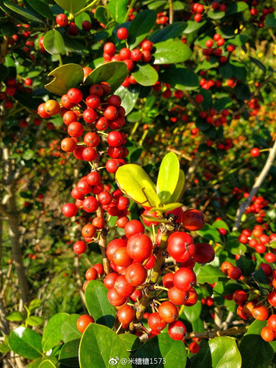 别名:火把果,救军粮.