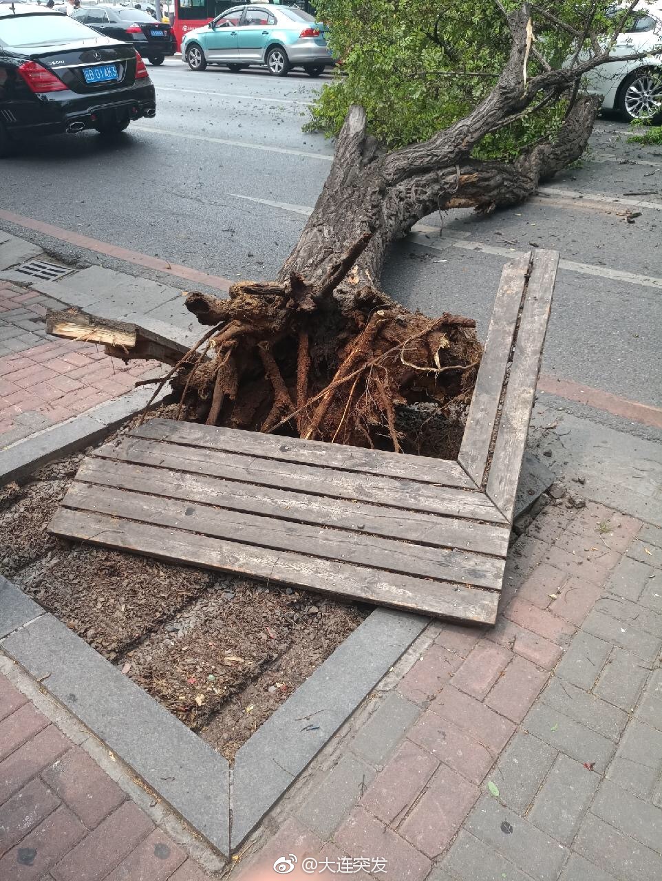又一起树倒砸车[衰]