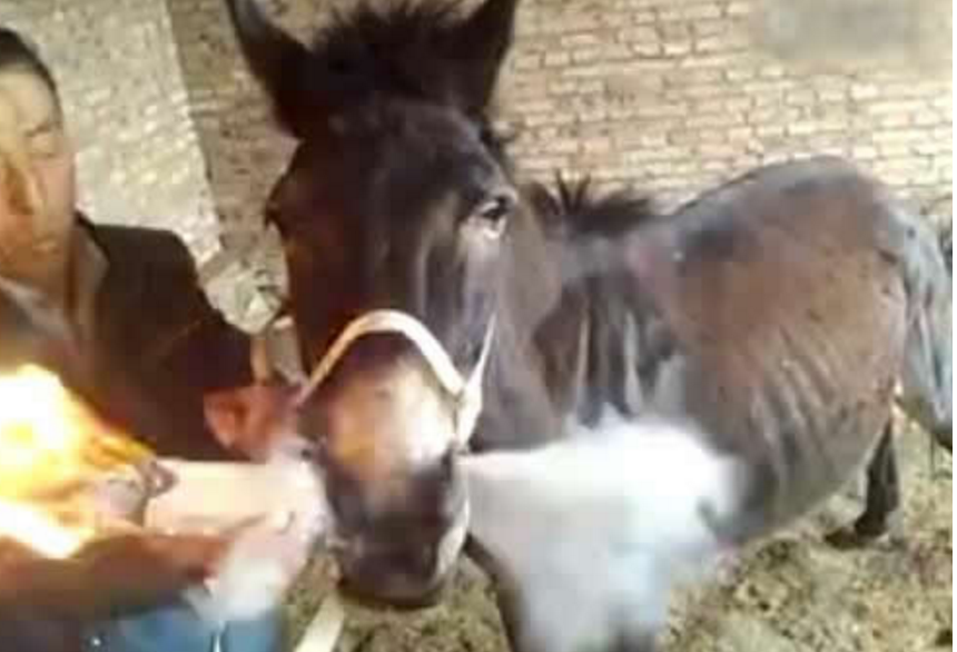 老汉家中驴竟抽烟成瘾,每次抽烟都得满足它,画面让人笑喷了!