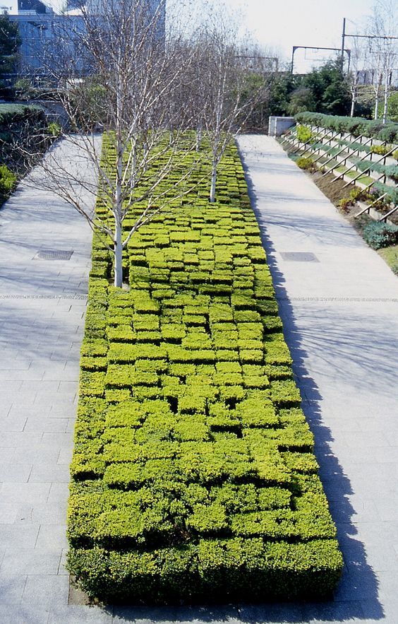 景观创意丨绿化