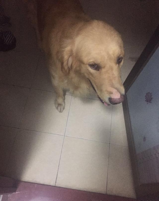 金毛被主人用开水烫,鼻子和腿都伤了,看着狗狗可怜的眼神,心碎