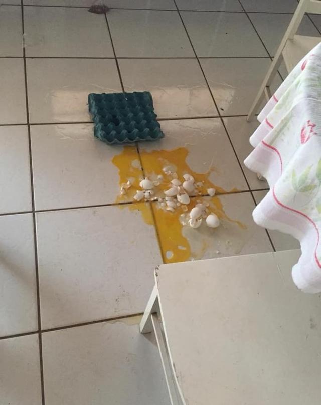 喵打翻鸡蛋,被主人抓到后一脸无辜的看着.
