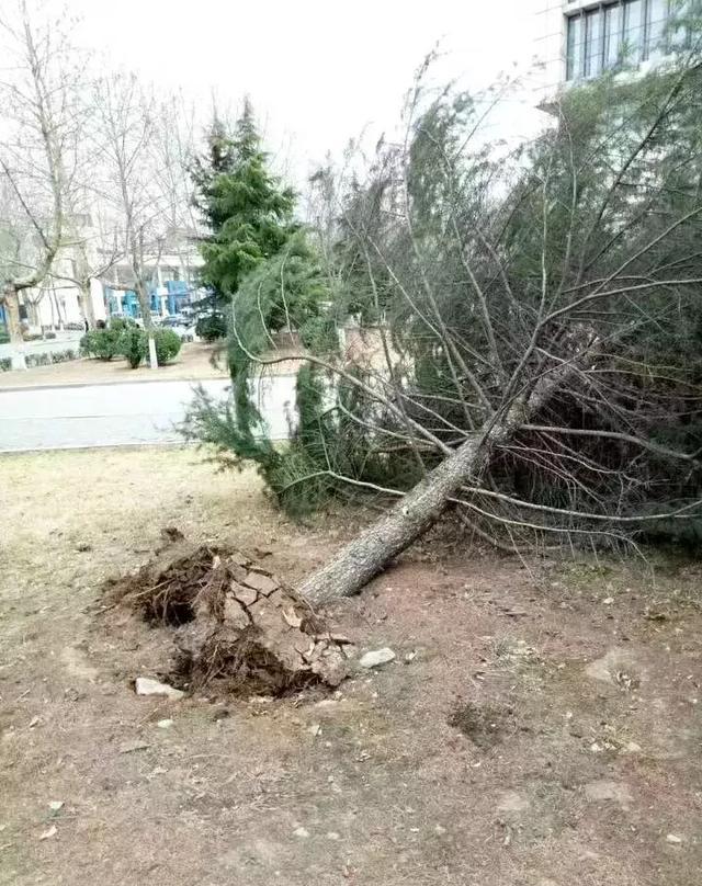 在这样的妖风下,你到底经历了什么?