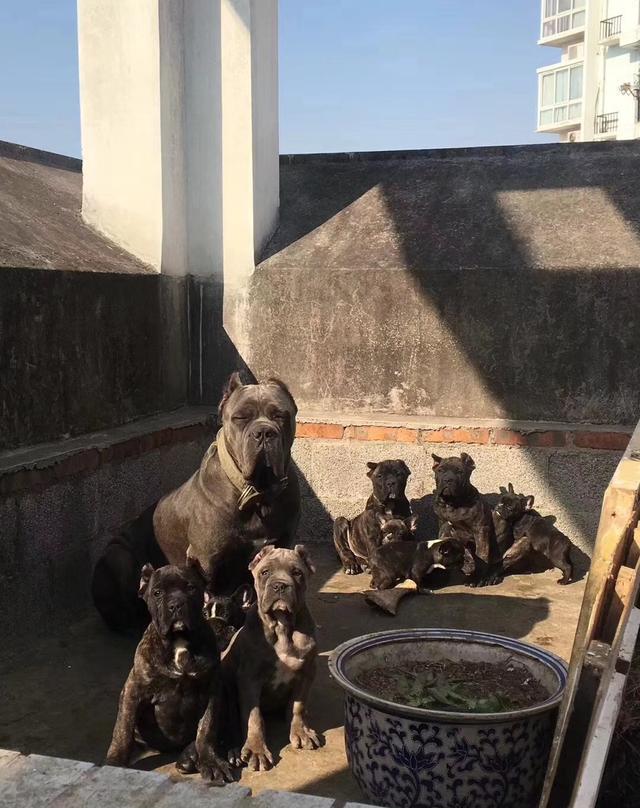 怪蜀黍和他养的一窝卡斯罗猛犬|王阳明|猛犬|土狗_新浪网