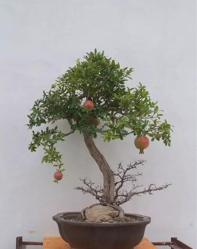 漂亮的石榴盆景果实着实可爱