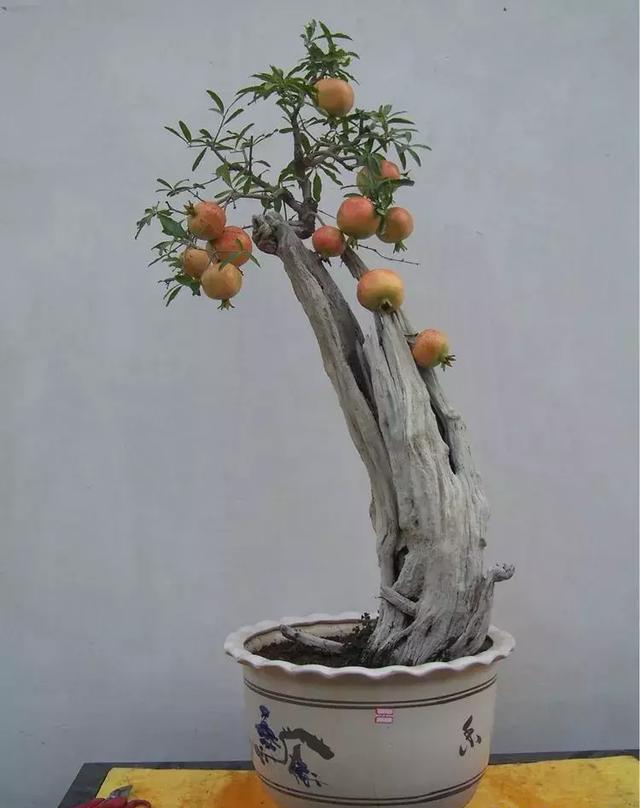 漂亮的石榴盆景果实着实可爱