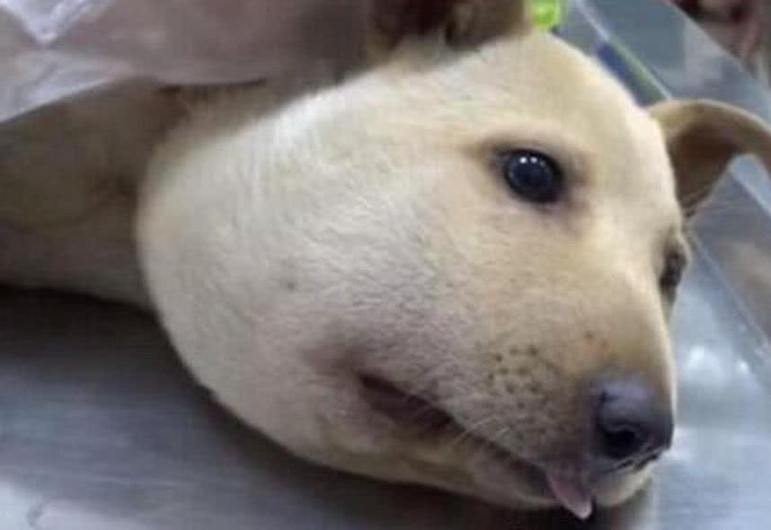 流浪狗狗骨瘦如柴头却大如皮球路人走近一看心疼流出眼泪