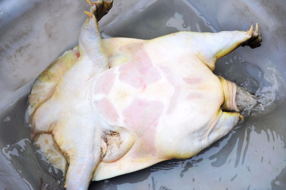 一只野生鳖总价1350元 重达4斤半 青岛大集上市民想买难掏钱