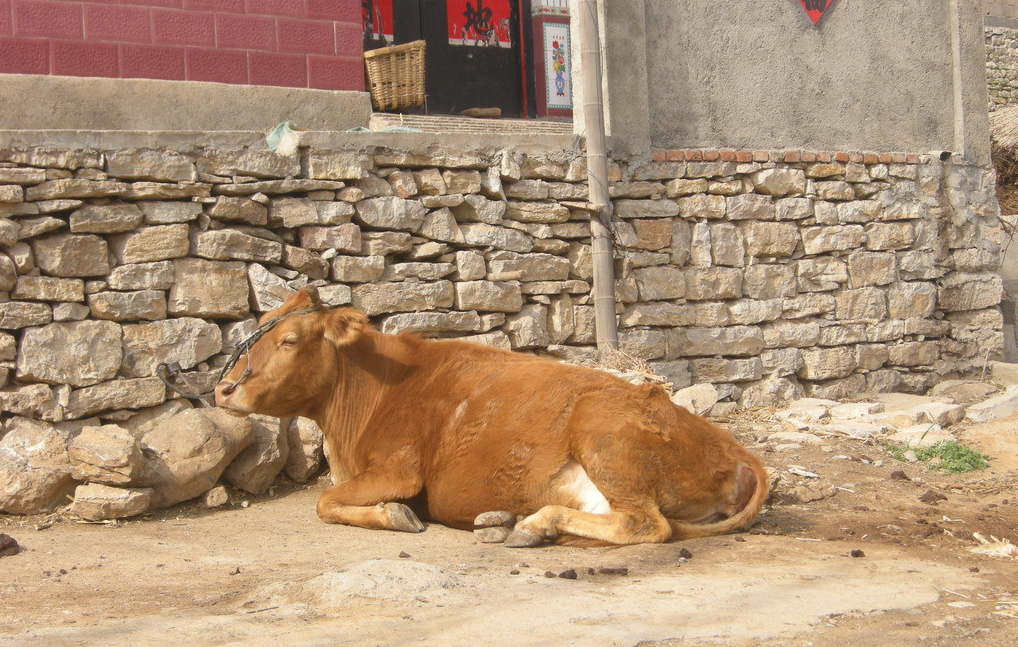 为什么农村杀牛时牛会流眼泪?知道原因后让人心酸