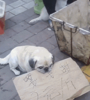 狗狗帮主人卖一斤两块的香瓜, 狗狗: 生意惨淡, 无人问津!