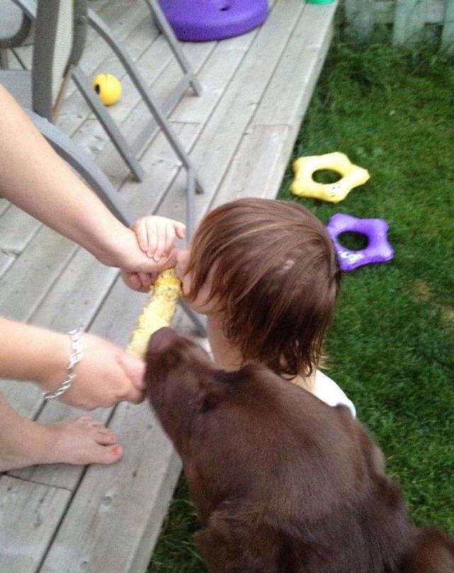 让孩子和宠物们一起抢东西吃, 这样的爸妈心真大啊