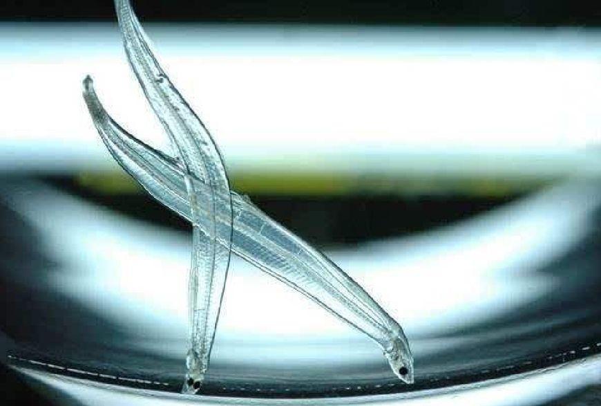 全透明的柳叶?这种神奇的动物你可以透过它的身体看到别的东西