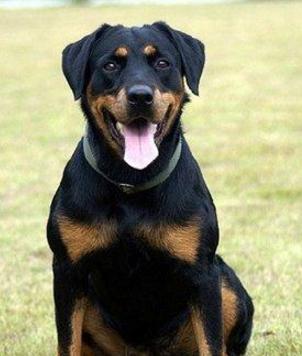 罗威纳|狗狗|仆人_新浪新闻