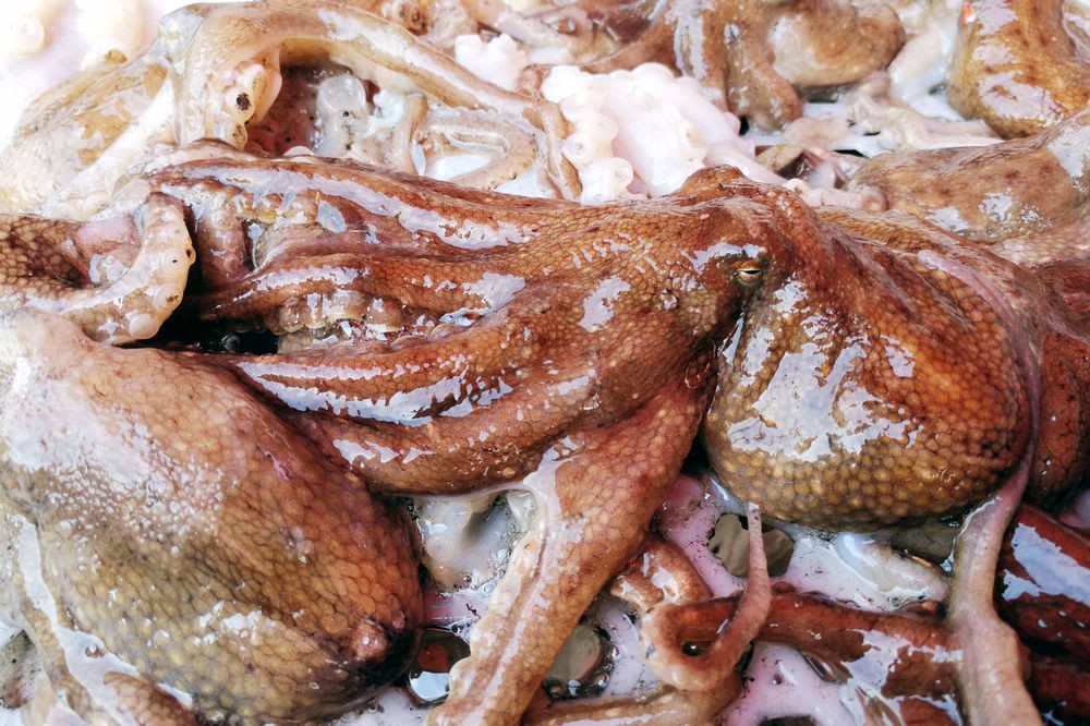 鲜活八带鮹最高价格50块钱一斤 一般在40块钱左右 市场上货源紧缺