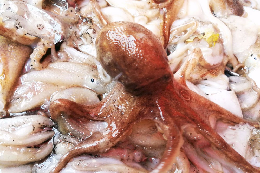 鲜活八带鮹最高价格50块钱一斤 一般在40块钱左右 市场上货源紧缺|八