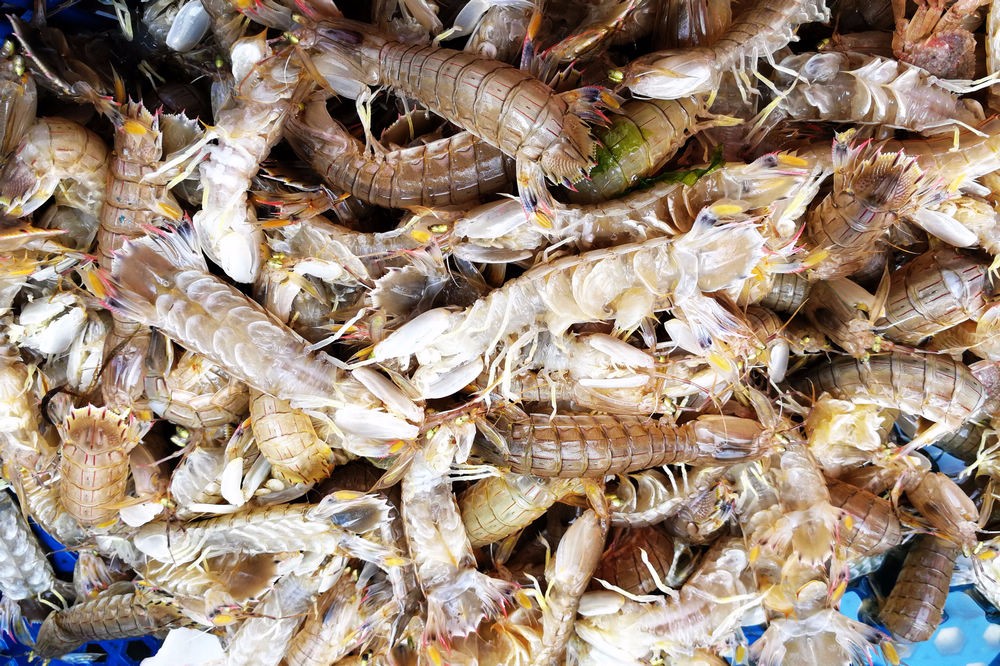 青岛虾虎价格大幅下降最好38块钱一斤15块钱也能买到鲜活虾虎