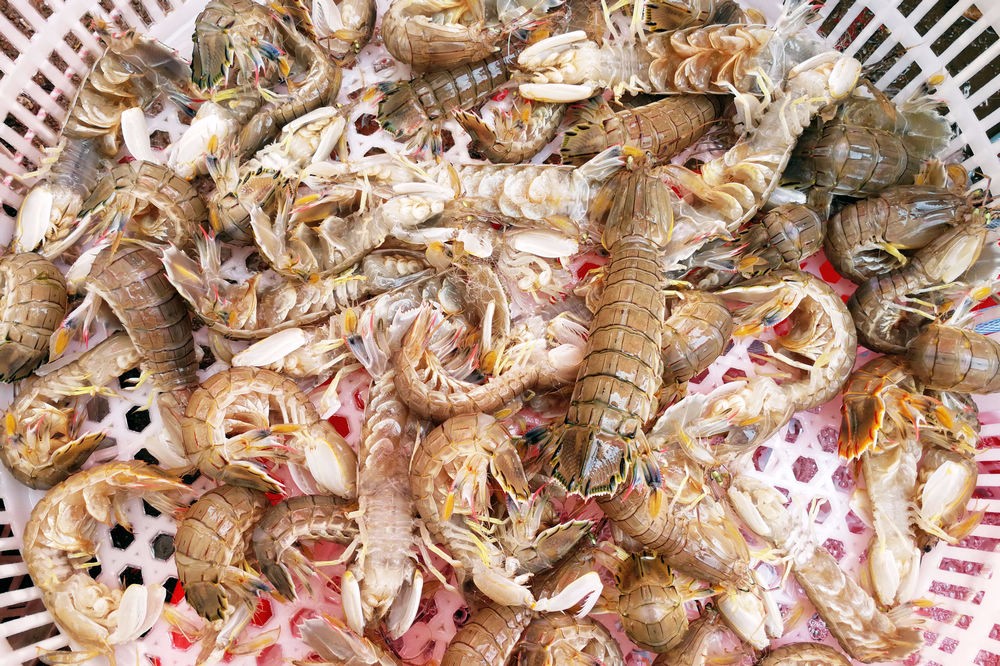 青岛虾虎价格大幅下降最好38块钱一斤15块钱也能买到鲜活虾虎