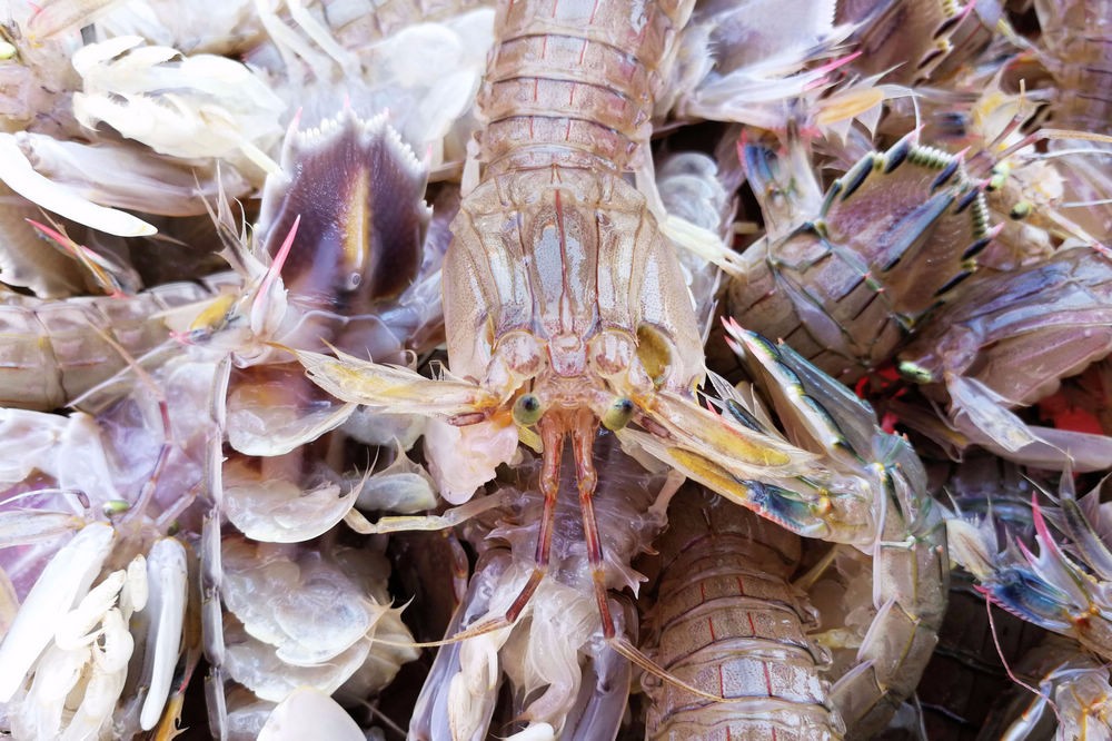 青岛虾虎价格大幅下降最好38块钱一斤15块钱也能买到鲜活虾虎