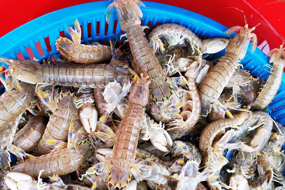 青岛虾虎价格大幅下降最好38块钱一斤15块钱也能买到鲜活虾虎