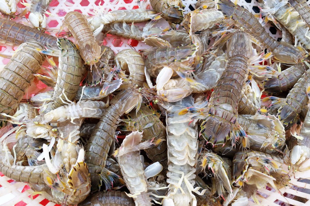 青岛虾虎价格大幅下降最好38块钱一斤15块钱也能买到鲜活虾虎