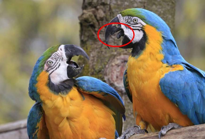 为什么鹦鹉会说话, 而大多数其他的鸟却不能?