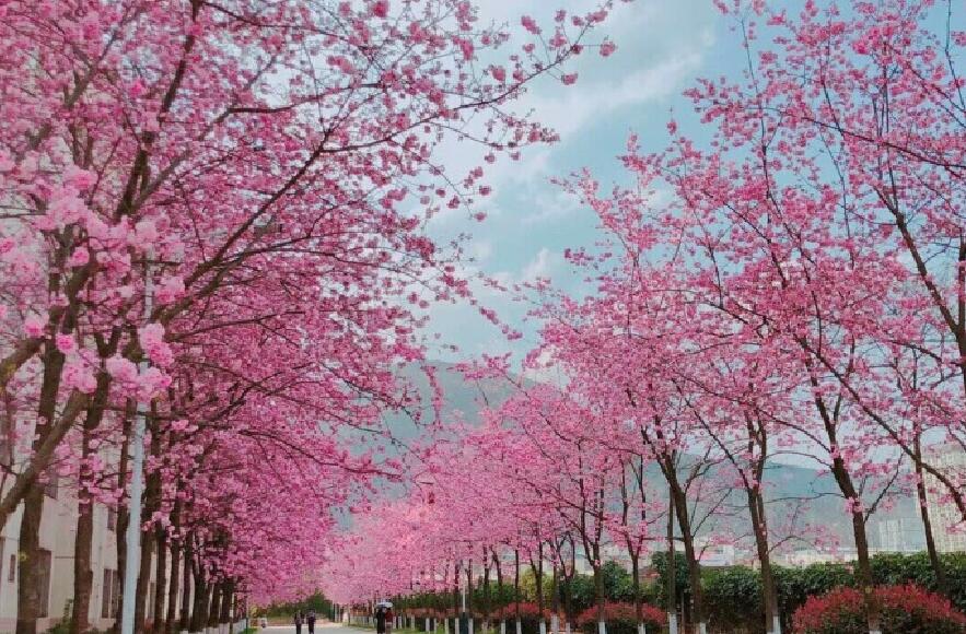 云南阳春三月惹人醉满城尽是樱花飞