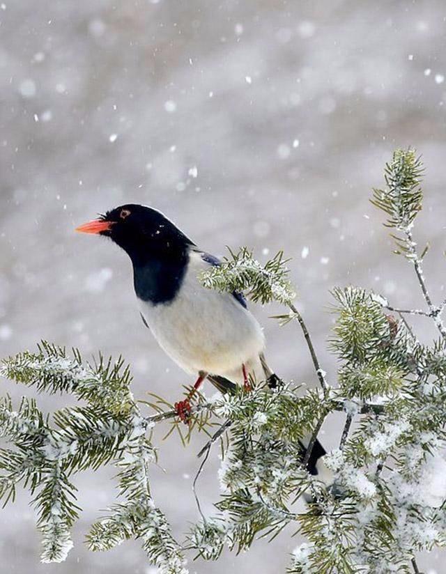傲然雪中鸟凌寒不畏霜