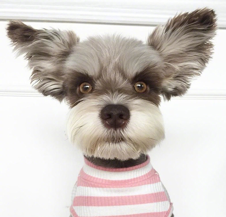 雪纳瑞"brown" 飞机耳太也可爱了!